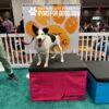A black and white dog stands on a pink platform labeled "JUMP DOG.com" in front of a sign that reads "GYMS FOR DOGS" at an indoor event, with people and other dogs visible in the background.