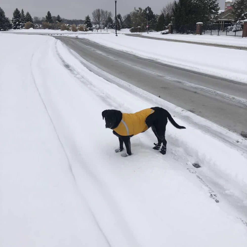 Hammie's natural house size Large