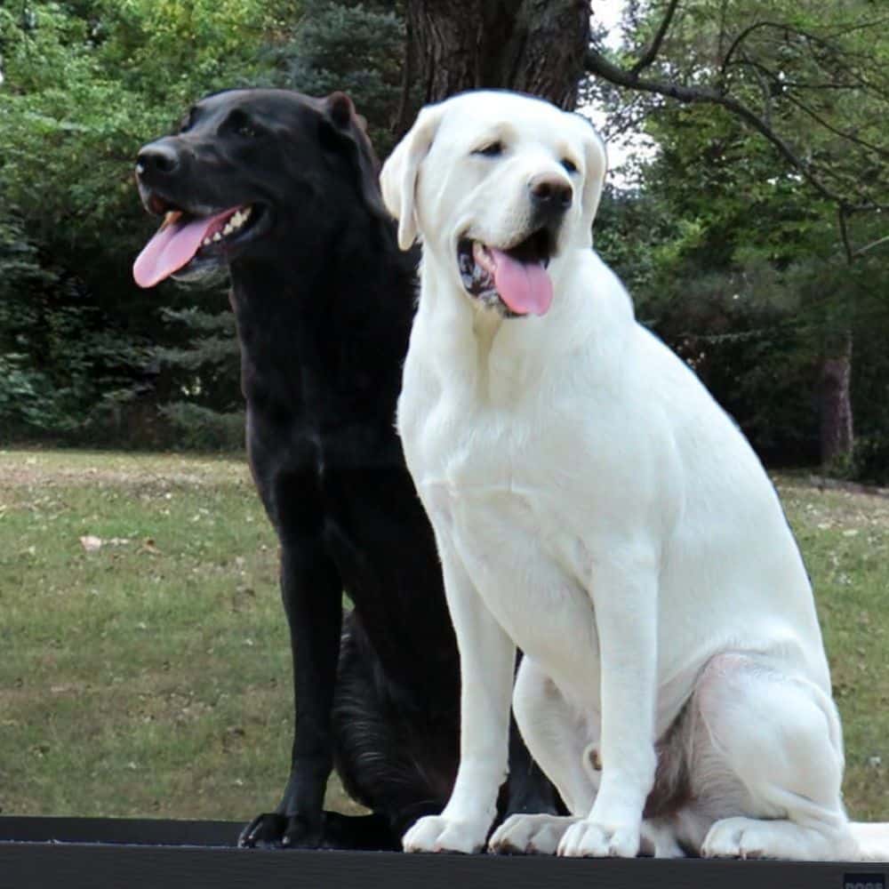 Hammie's natural house size Large