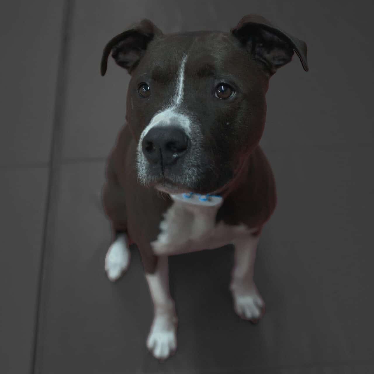 A black and white dog with a white chest and paws sits on a dark floor, looking up with a calm expression.