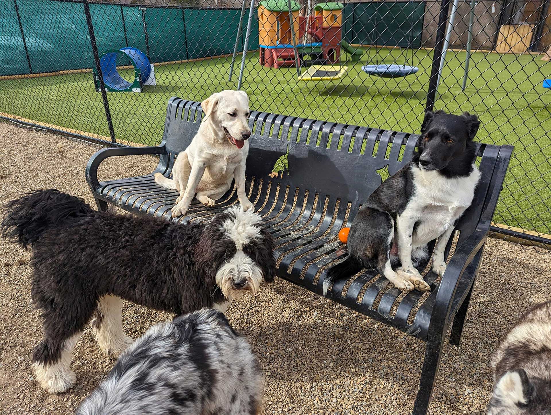 The Dog Park Boulder size extra large