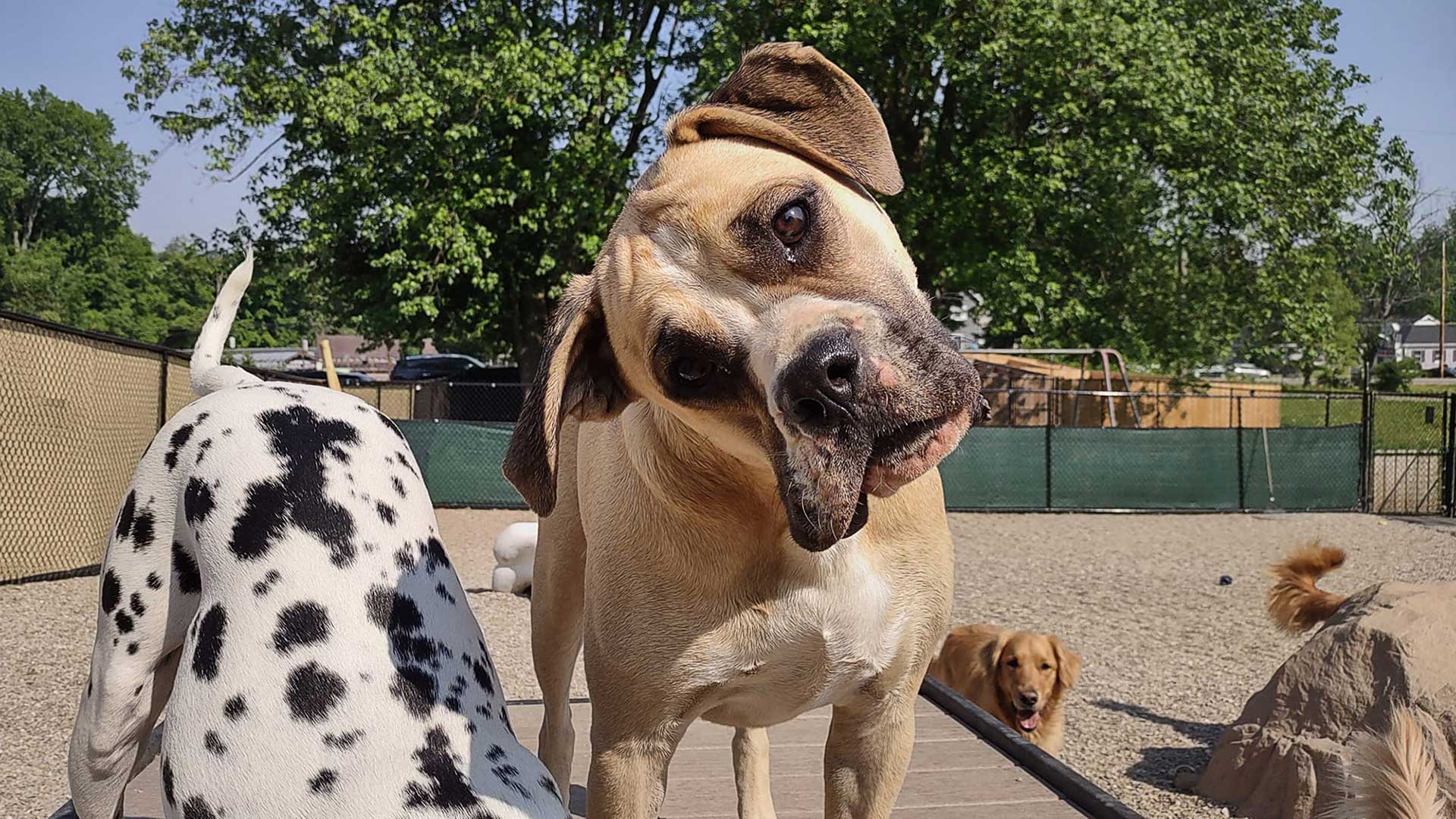 TDPC_Powerful_Photos_BridgeClimb_GymsForDogs_BathandBiscuits_HeadTilt_Web The Dog Park Boulder size extra large