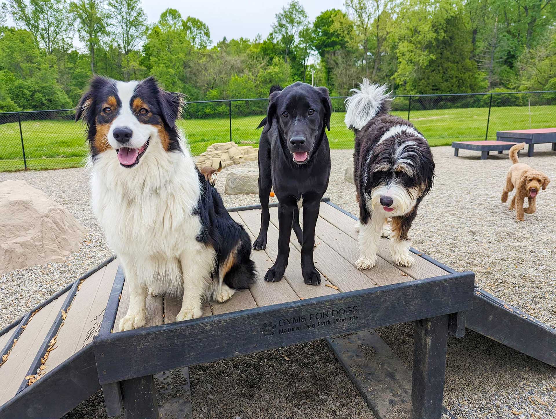 The Dog Park Boulder size extra large