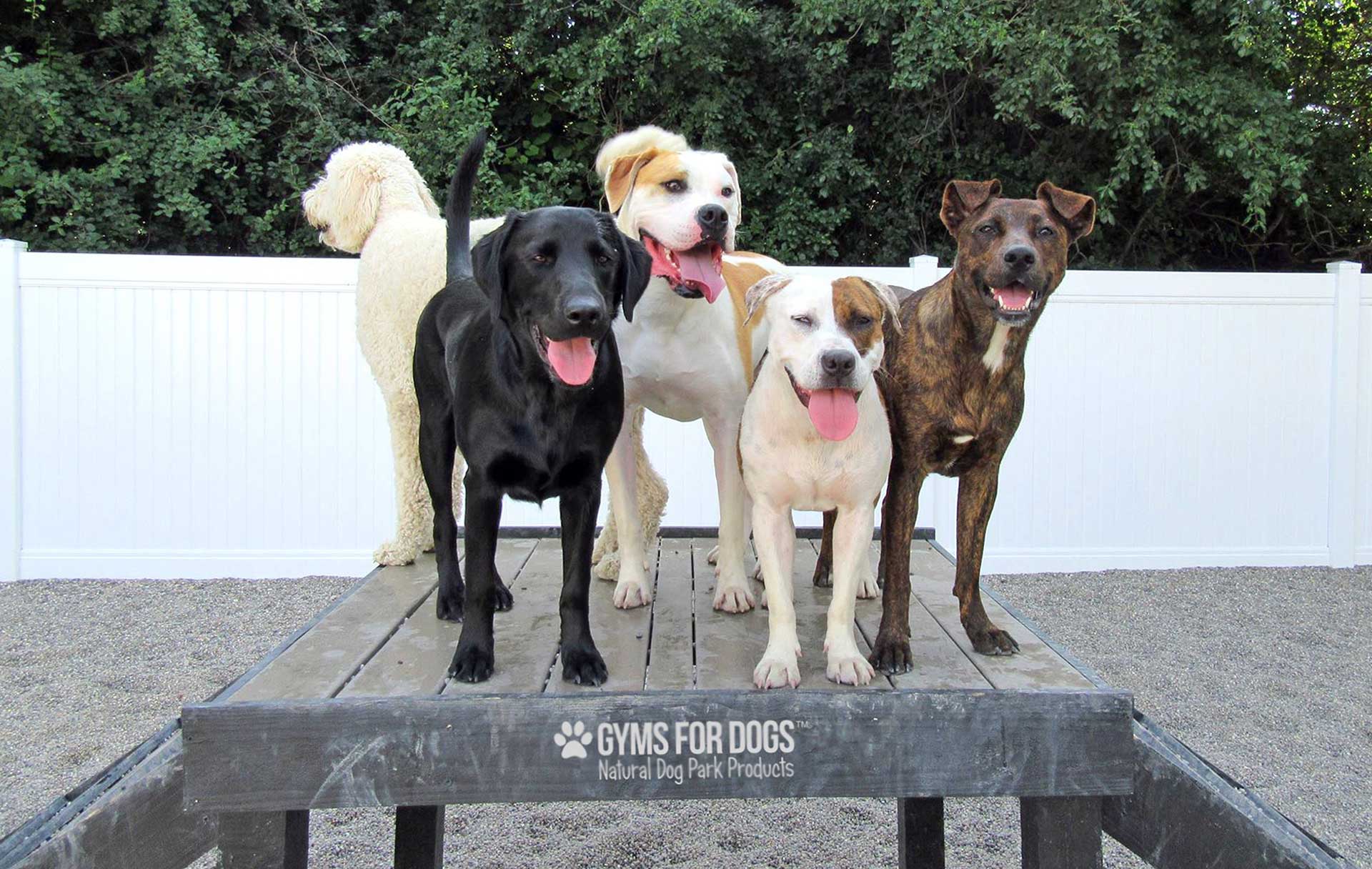 The Dog Park Boulder size extra large