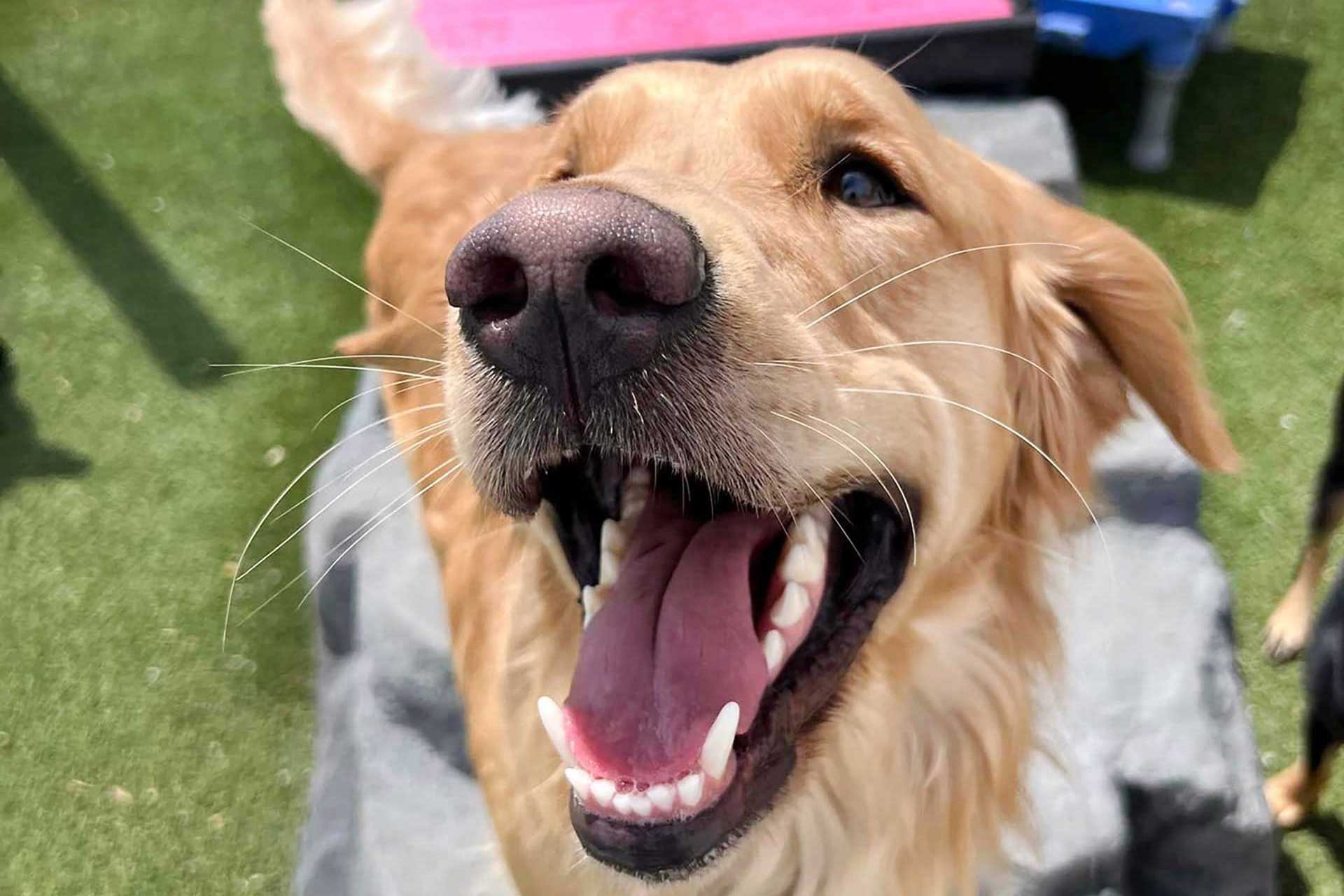 The Dog Park Boulder size extra large