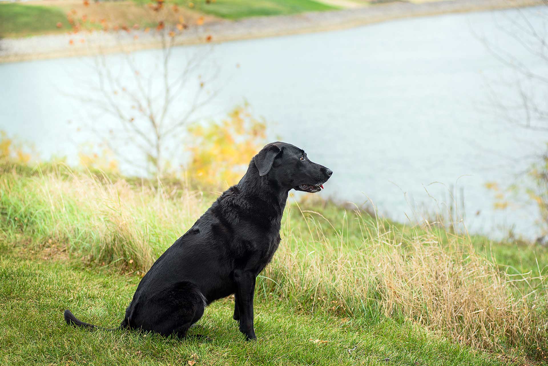 The Dog Park Boulder size extra large