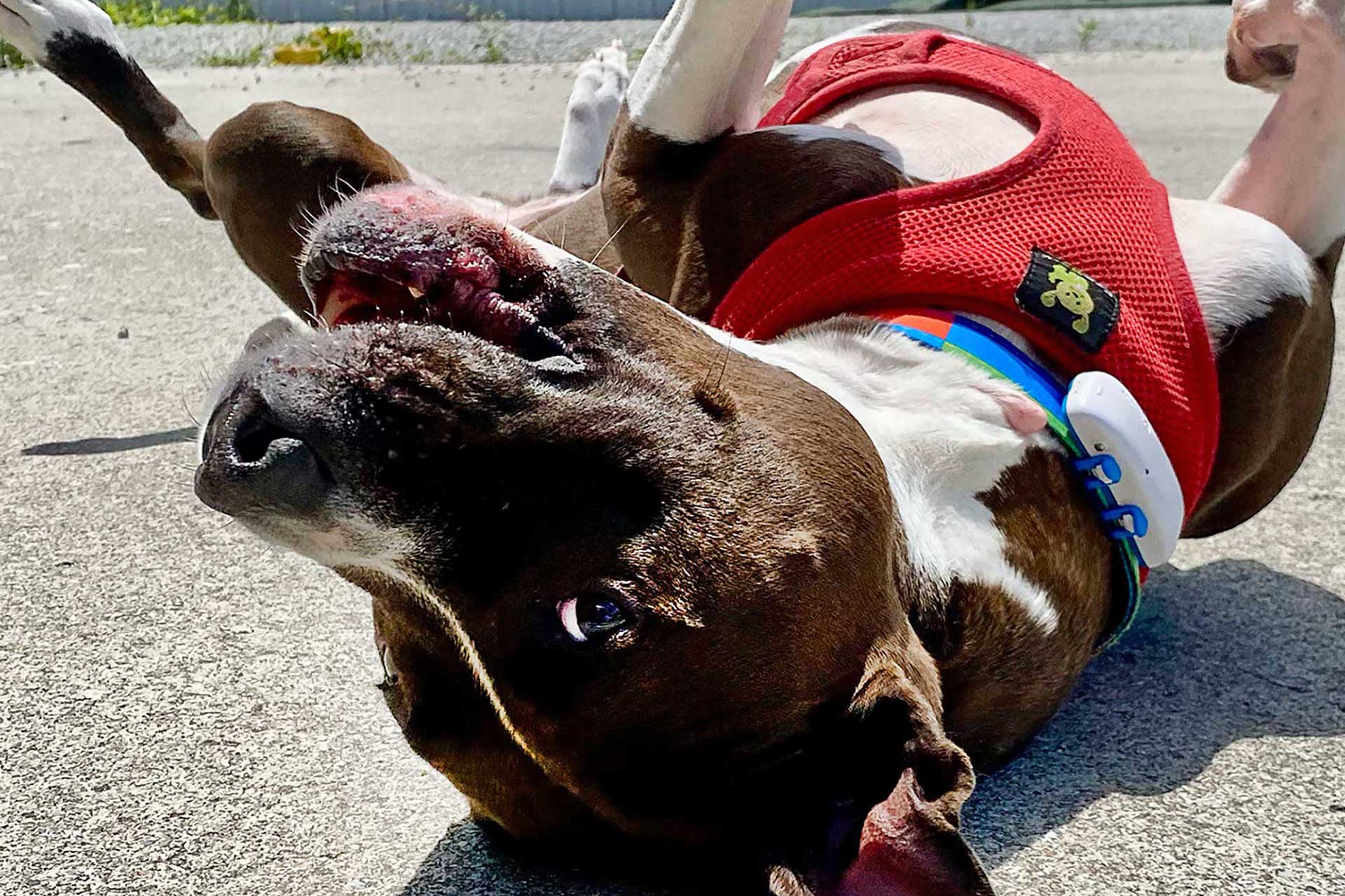 Hammie's natural house size Small