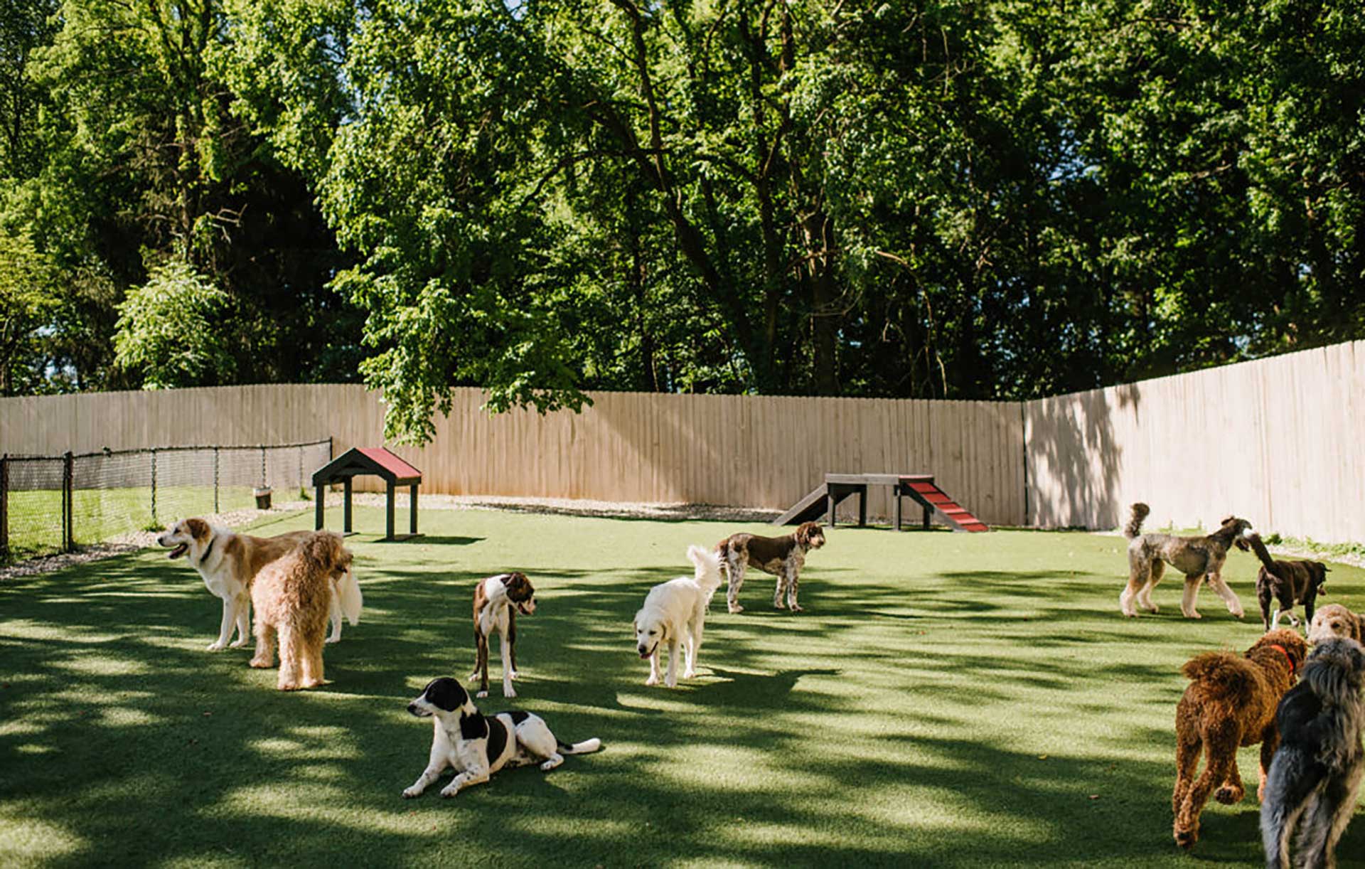 The Dog Park Boulder size extra large