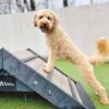 A curly-haired, light brown dog stands with its front paws on a wooden ramp at an outdoor dog park, looking toward the camera with its mouth open. Grass and a fence are visible in the background.