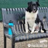 A black and white dog sits on a metal bench next to a blue water bottle. Gravel covers the ground, and a chain-link fence and green tarp are in the background. Text on the image reads, "GYMS FOR DOGS.