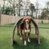 A brown and white dog stands under a fabric tunnel on green artificial grass in an outdoor fenced area with trees in the background.