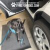 A black dog wearing a blue harness sits on a mat next to a white car with an open door. The mat has a dog agility logo, and text at the top reads, "Play & Agility powered by Gyms For Dogs.com.