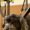 A curly-haired black dog sits near professional grooming equipment, with part of a grooming tool visible beside its head. The background is a softly blurred indoor setting.