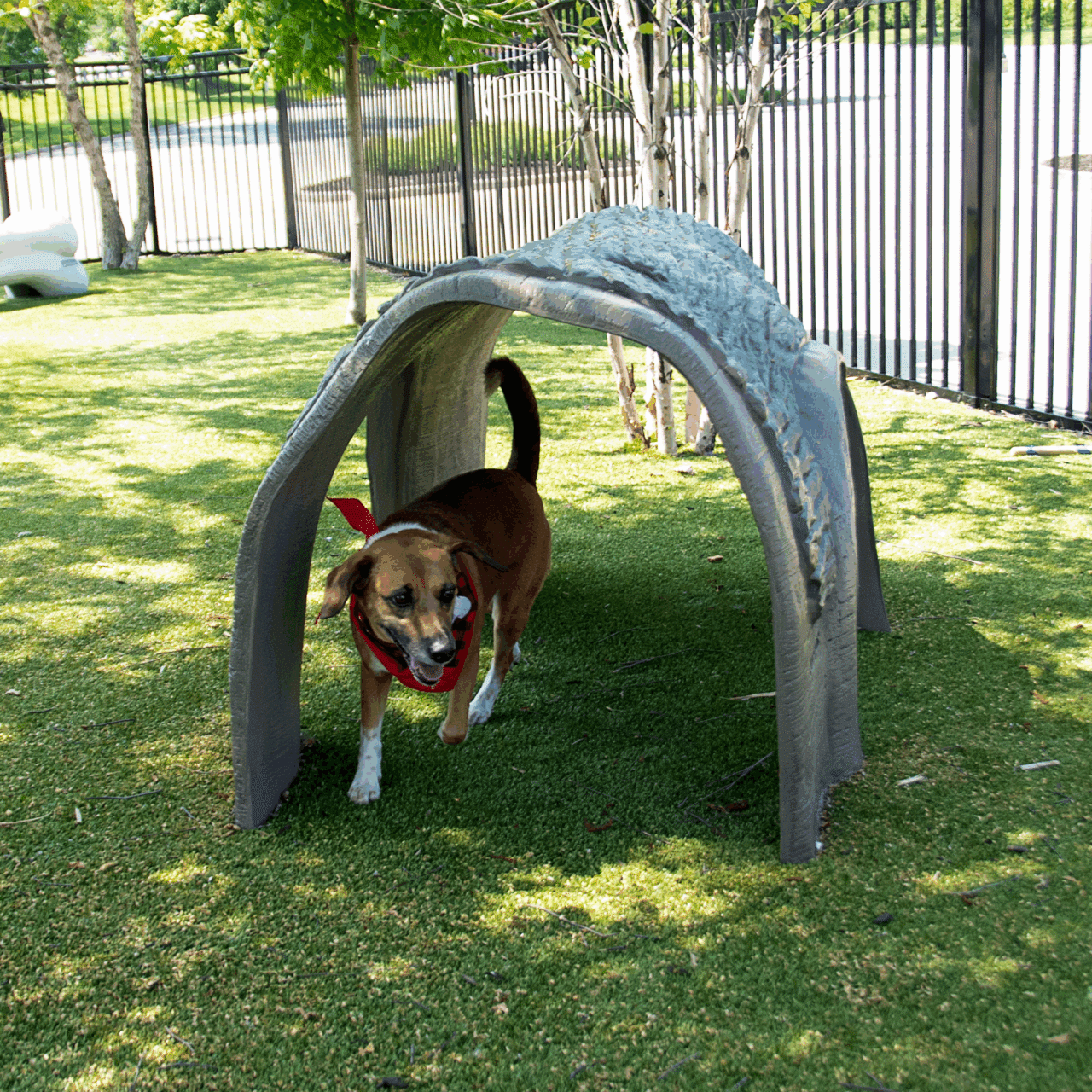 A brown dog with a red bandana walks under a small, arched play structure on green grass in a fenced outdoor area with trees.