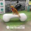 A golden retriever wearing a red bandana sits on a large white bone-shaped structure indoors, with a backdrop promoting dog park amenities and the text "Play & Agility Powered by Gyms For Dogs.com.