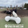 A woman stands by two dogs, one black and one white, sitting on a large white bone-shaped structure at a dog park. Another dog is in the background. Text: "Play & Agility Powered by Gyms for Dogs.com.