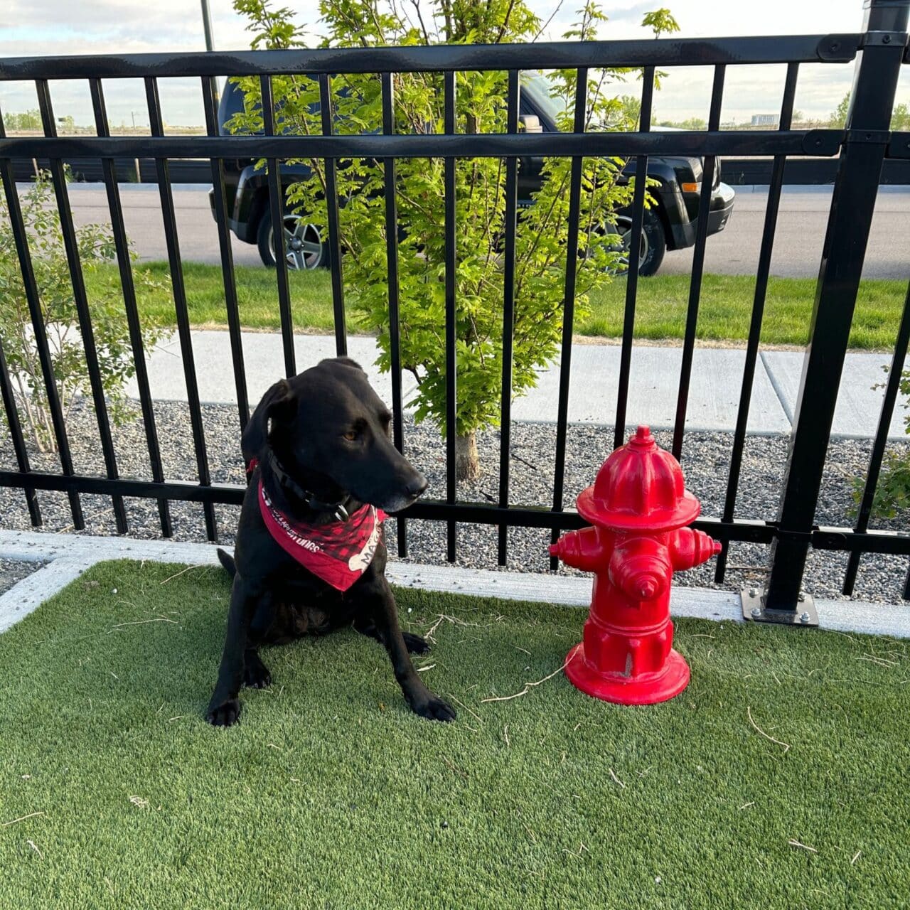 A black dog in a red bandana sits on artificial grass next to a Red Fire Hydrant - Portable, with a black metal fence, small tree, and parked black SUV in the background.