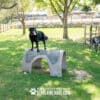 A black dog stands on top of a gray agility structure in a grassy, fenced park area, with another dog nearby. Trees and sunlight create a bright, outdoor setting. Text at the bottom reads “Play & Agility Powered by Gyms for Dogs.com.”.