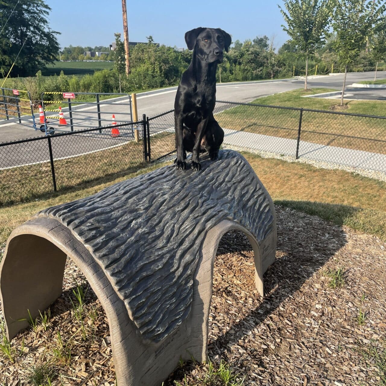 A black dog sits on top of a curved, textured structure in a fenced park area with a road, trees, and traffic cones visible in the background.