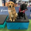 Two dogs sit on blue and black platforms at an indoor event. The golden retriever looks at the camera, while the black lab wearing a red bandana licks its nose. "JUMP DOG.COM" logos are visible on the platforms.