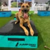 A happy brown dog with a green bandana lies on a blue and black platform labeled "JUMP DOG .COM" on artificial grass, tongue out, with a white fence and blurred background behind.