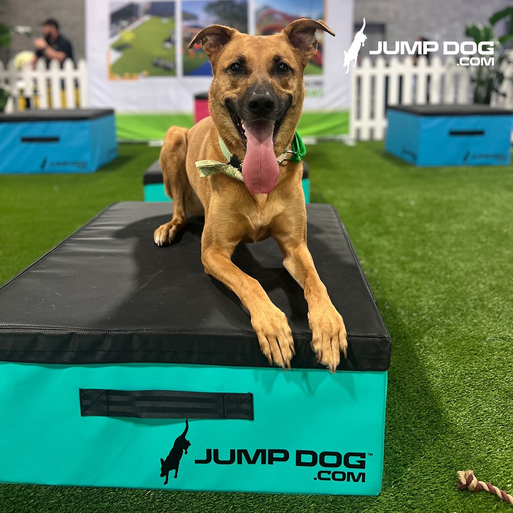 Jump training agility box 12 inches