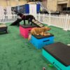 Two dogs, a black one standing on a pink platform and a golden retriever lying on a blue platform, are in a fenced indoor area with green turf, dog toys, and agility equipment.