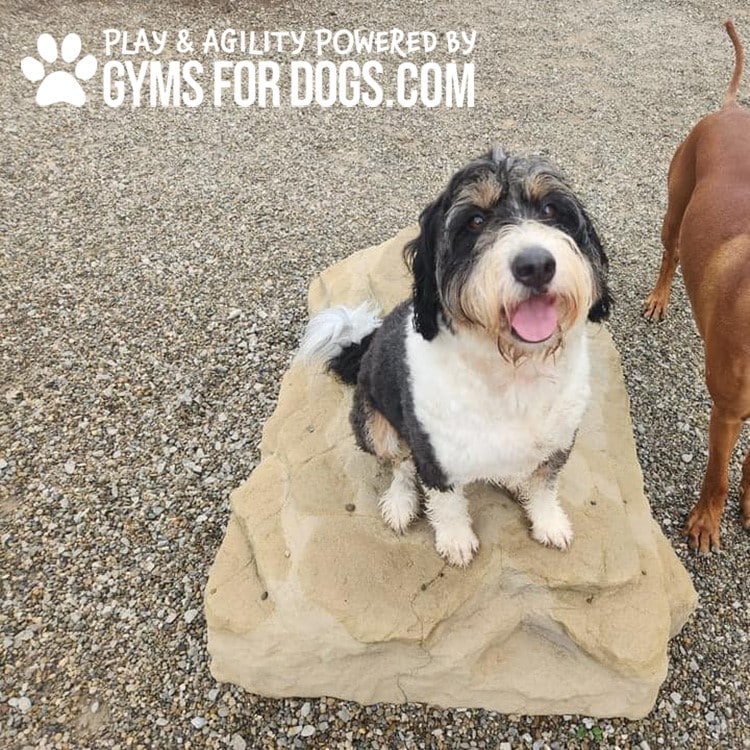 A happy black and white dog sits on a large rock, looking up with its tongue out. Text at the top reads "Play & Agility powered by Gyms For Dogs.com". Another dog's back half is visible on the right.