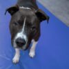 A black and white dog with a white stripe on its face stands on a blue mat, looking up at the camera with a curious expression.