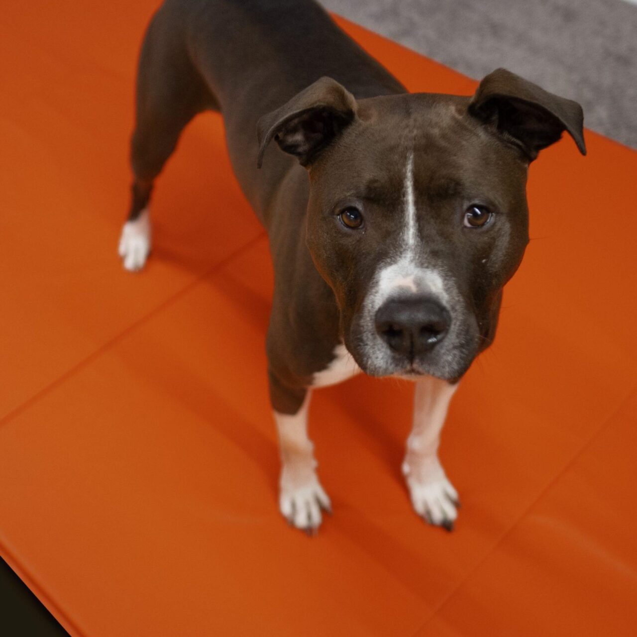 A brown and white dog with a white snout and paws stands on an orange mat, looking up at the camera with an alert expression.