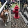 A brown and white dog stands on a sidewalk next to a bright red fire hydrant in a fenced outdoor area, with people and other dogs visible in the background.