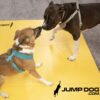Two dogs wearing harnesses greet each other nose-to-nose on a yellow mat with the Jump Dog logo in the bottom right corner.