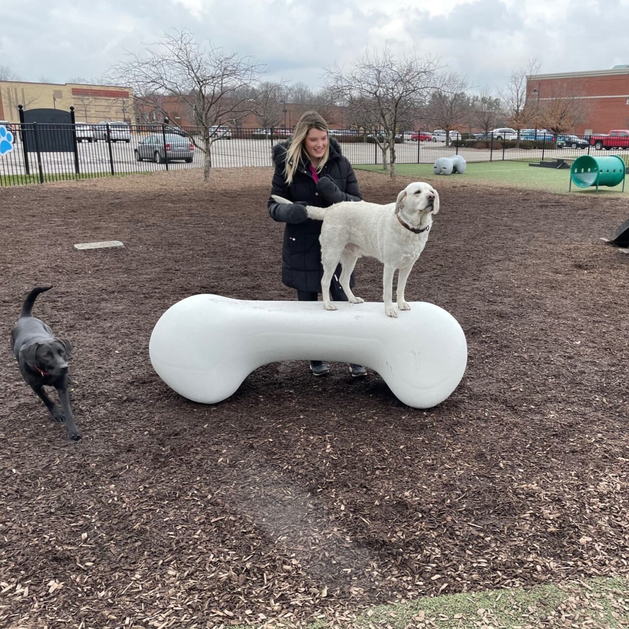 A woman stands behind a white dog that is standing on a large, bone-shaped structure at a dog park, while a black dog runs nearby on mulch-covered ground.
