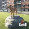 A brown dog stands proudly on top of a large artificial rock in a grassy dog park, with apartment buildings and a black metal fence in the background. A "Gyms For Dogs" logo appears in the bottom right corner.