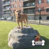 A brown dog stands on the Luxury Climbing Boulder - Large in a grassy, fenced outdoor area near an apartment building. The "Gyms For Dogs" logo appears in the lower right corner.