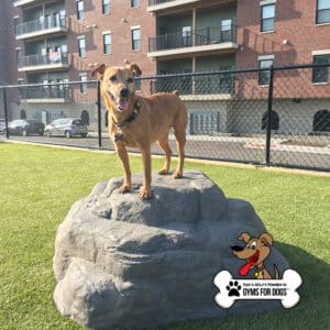 A brown dog stands on the Luxury Climbing Boulder - Large in a grassy, fenced outdoor area near an apartment building. The "Gyms For Dogs" logo appears in the lower right corner.