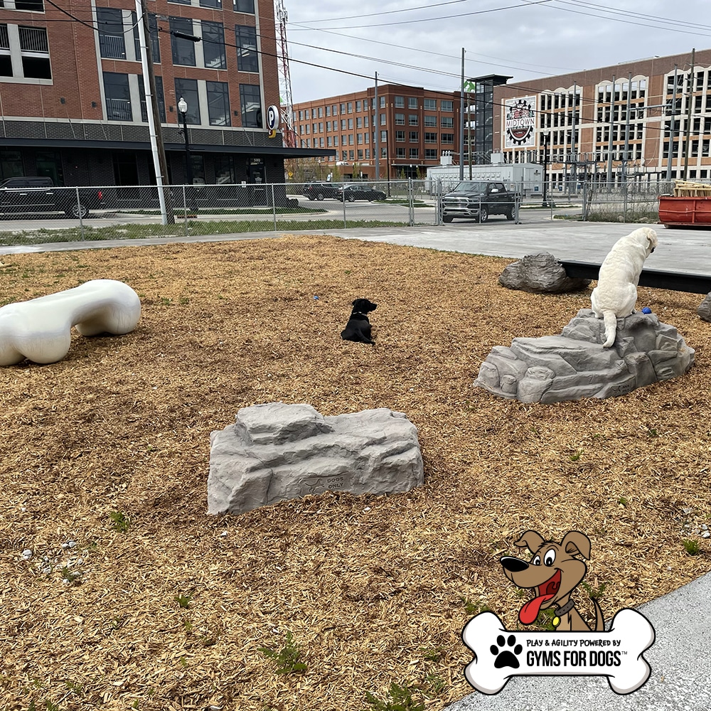 Two dogs sitting on artificial rocks in a fenced-in, wood-chip dog park with buildings in the background. A large bone-shaped bench and a "Gyms for Dogs" logo are visible in the image.