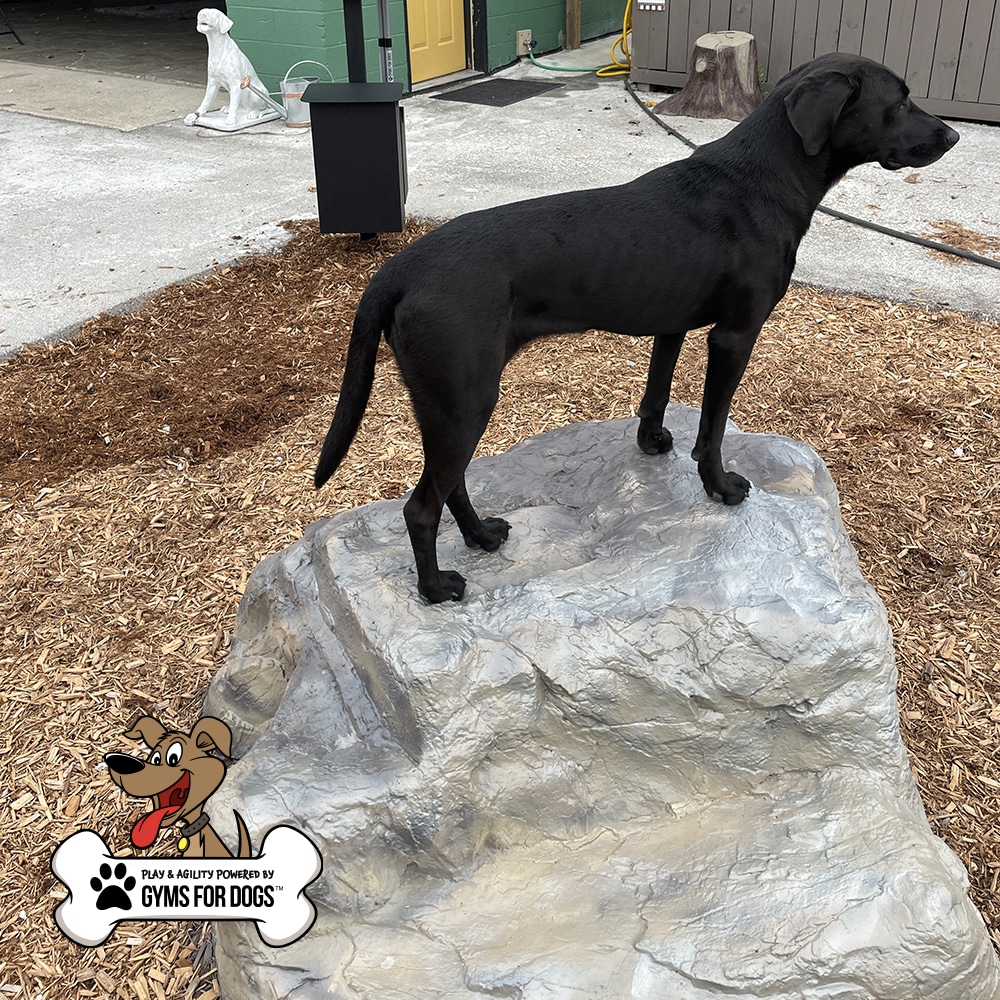 A black dog stands alert on top of a large artificial rock in an outdoor play area covered with wood chips. The "Gyms For Dogs" logo appears in the lower left corner.
