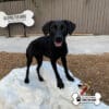 A black dog stands on a white rock at a dog park with a "GYMS FOR DOGS" sign and logo visible. The background includes a wooden fence and wood-chip ground covering.