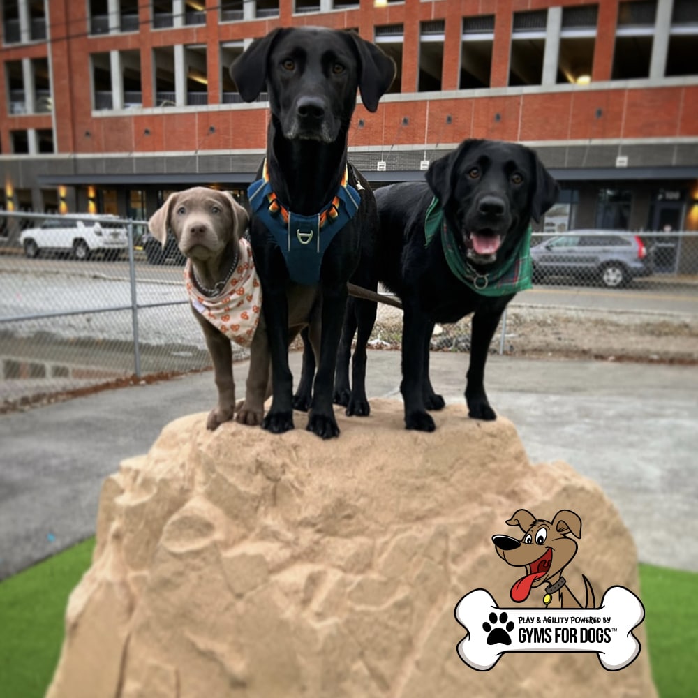 Three dogs—a gray puppy and two black dogs—stand on a large artificial rock. They wear harnesses and bandanas. Behind them is a construction site and a fenced area. The "Gyms for Dogs" logo appears in the lower right corner.