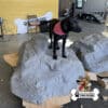 A black dog wearing a red bandana stands on top of a large artificial gray rock indoors. Cardboard pieces are under the rock, and a “Gyms for Dogs” logo is in the bottom right corner.