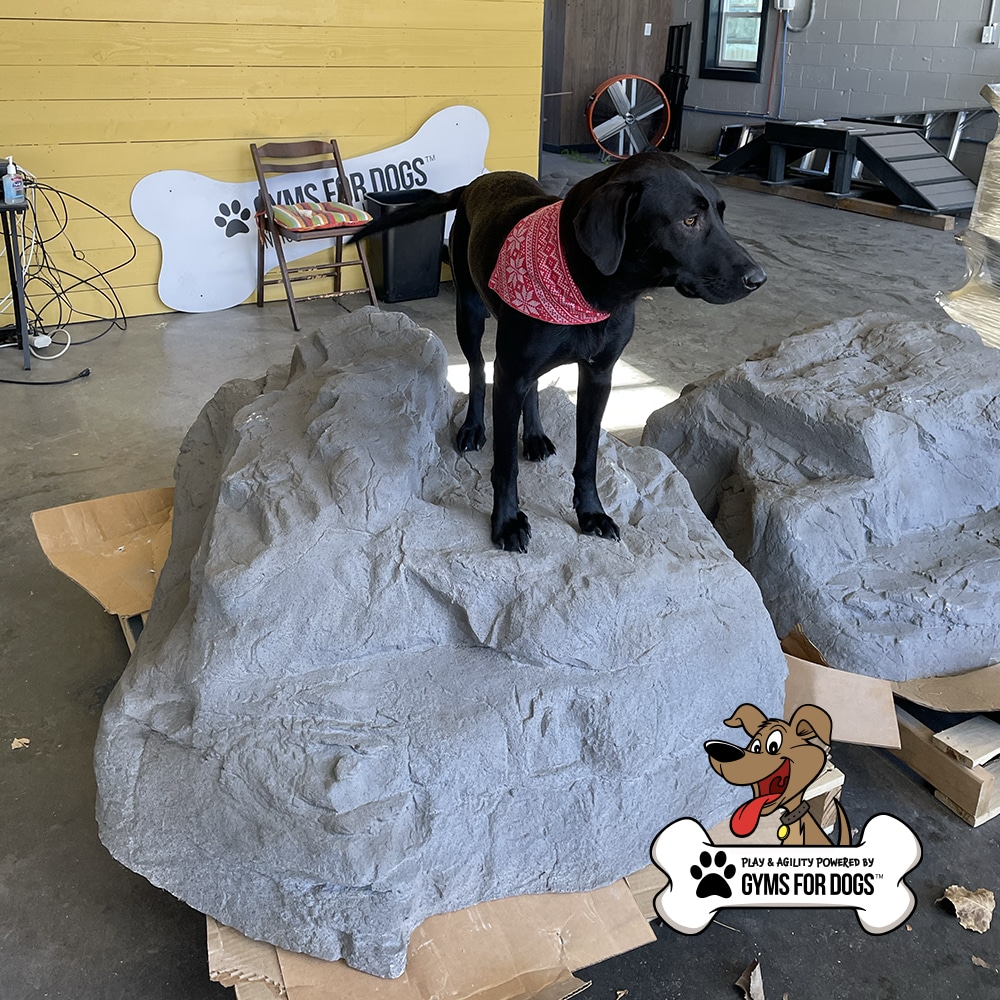 A black dog wearing a red bandana stands on top of a large artificial gray rock indoors. Cardboard pieces are under the rock, and a “Gyms for Dogs” logo is in the bottom right corner.