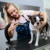 A smiling woman uses a blow dryer to groom a Boston Terrier dog standing on a grooming table in a pet salon.