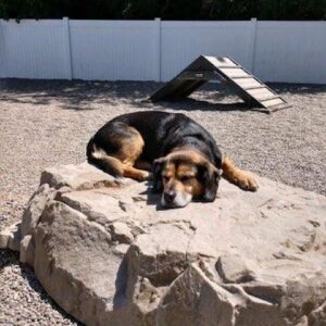 A large brown and black dog is lying on a big rock, resting its head and eyes closed in a fenced outdoor area with gravel and a wooden ramp in the background.