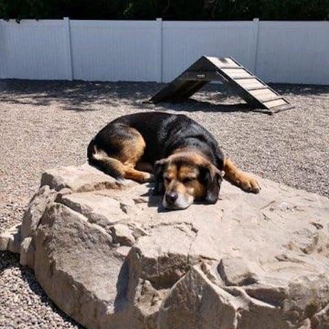 A large brown and black dog is lying on a big rock, resting its head and eyes closed in a fenced outdoor area with gravel and a wooden ramp in the background.