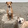 Two light brown dogs with white chests are smiling; one is sitting on a large rock while the other stands beside it, both looking at the camera in a gravel-covered outdoor area.