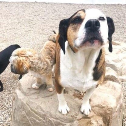Three dogs stand on a large rock outdoors. The dog in front is brown, black, and white with a curious expression. A small, tan dog is beside it. Part of a black dog is visible at the left edge. Gravel covers the ground.