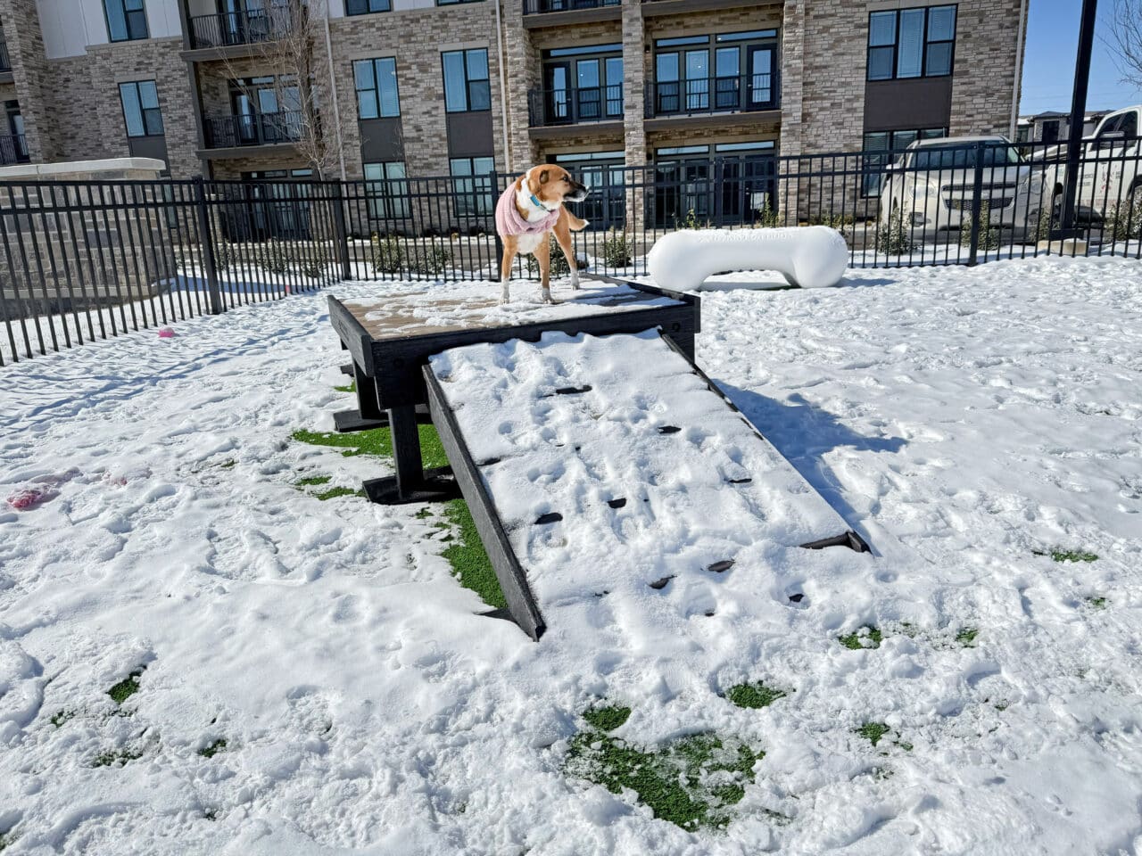 A dog in a pink coat stands on a snow-covered Bridge Climb 24" Tall (L/X) platform at a fenced dog park, with apartments and parked cars behind. A small ramp leads up to the platform.