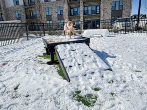 A dog in a pink coat stands on a snow-covered Bridge Climb 24" Tall (L/X) platform at a fenced dog park, with apartments and parked cars behind. A small ramp leads up to the platform.