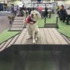 A yellow Labrador in a red bandana sits on the Bridge Climb 29" Tall (L/X) agility platform at an indoor Dog Park event, lifting one paw. People and booths bustle in the background, highlighting the vibrant atmosphere.